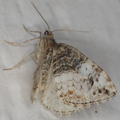 Dysstroma mancipata