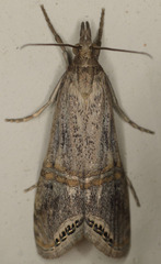 Euchromius californicalis