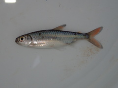 Micralestes acutidens