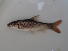 Enteromius argenteus