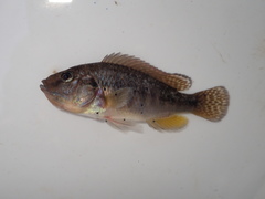 Pseudocrenilabrus philander