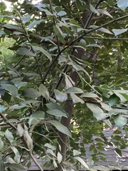 Cinnamomum yabunikkei