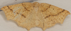Prochoerodes truxaliata