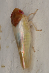 Colladonus aureolus