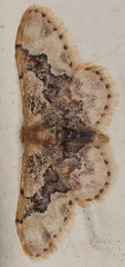 Idaea occidentaria
