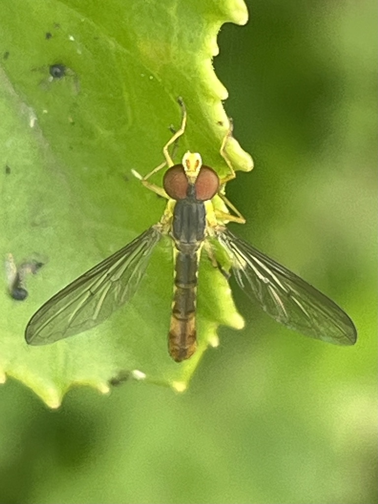 Loveridge's hoverfly