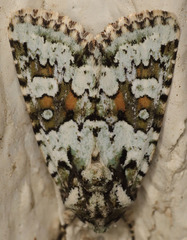 Lacinipolia strigicollis