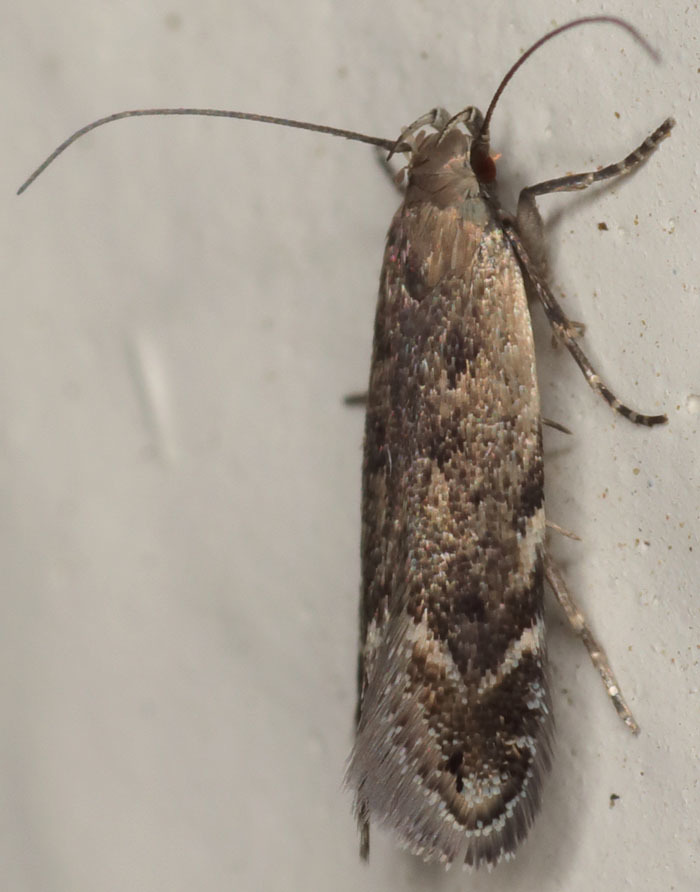 Leucogoniella californica