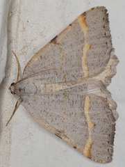 Macaria guenearia