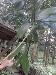 Cinnamomum osmophloeum