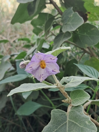 eggplant