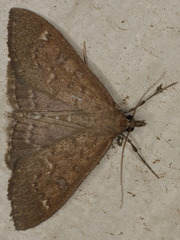 Mecyna mustelinalis