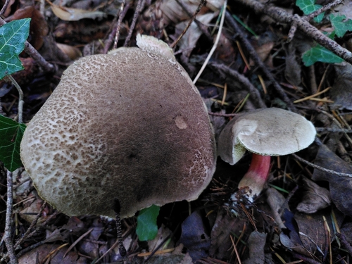 Echter Rotfußröhrling