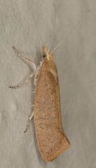 Ypsolopha cervella