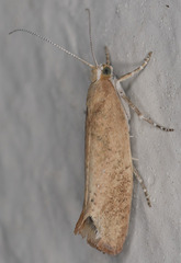 Ypsolopha cervella