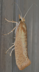 Ypsolopha cervella