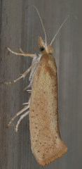 Ypsolopha cervella