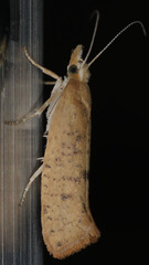 Ypsolopha cervella