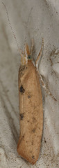 Ypsolopha cervella