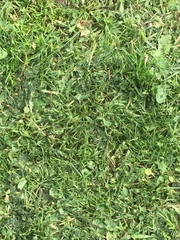 Poaceae