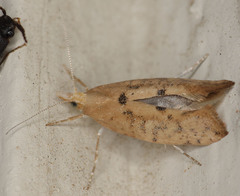 Ypsolopha cervella