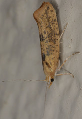 Ypsolopha cervella