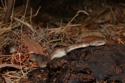 Children's Python sighting