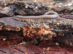 Schizopetalidea