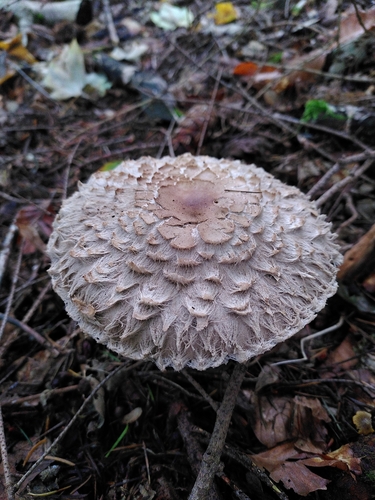 Wald-Safranschirmling