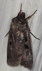 Parabagrotis