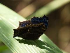 Protogoniomorpha temora virescens