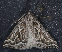 Plataea californiaria