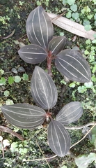 Ludisia discolor