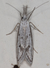 Pleurota albastrigulella