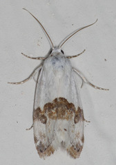 Ponometia elegantula