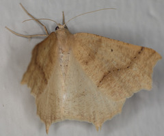 Prochoerodes truxaliata