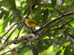 Rubigula melanicterus