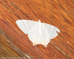 Phrygionis platinata