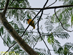 Oriolus xanthornus ceylonensis