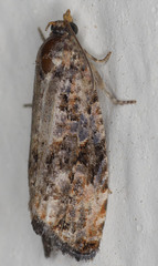Endothenia