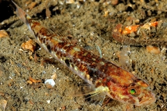 Jeffrey's Goby photo 3