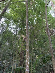 Magnolia compressa