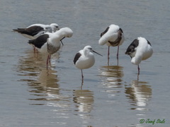 Cladorhynchus leucocephalus