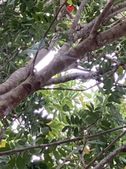 Laniarius erythrogaster