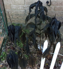 Strobilanthes auriculata dyeriana