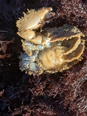 Hapalogaster cavicauda