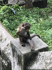 Macaca sinica