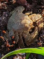 Hapalogaster cavicauda