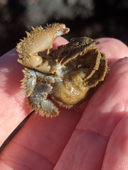 Hapalogaster cavicauda