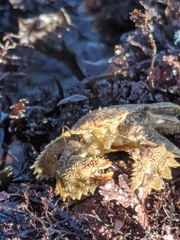 Hapalogaster cavicauda